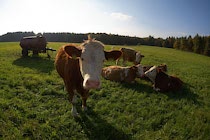 Nutztiere: 11. Photo: Kuh und Kühe