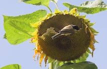 Schlagworte: Versuch – 23. Photo: Sonnenblumenkerne