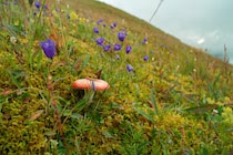 Schlagworte: Pilze – 9. Photo: Alpenpilz