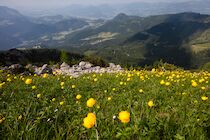 BerchtesgadenerLand: 3. Photo: Trollblumenwiese