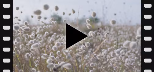 Bretagne: Video Schwebeschäfchen