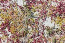 Neu: 8. Photo: Mäandervegetation