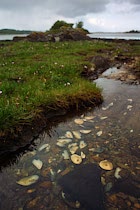 Irland: 19. Photo: Muschelschwemme