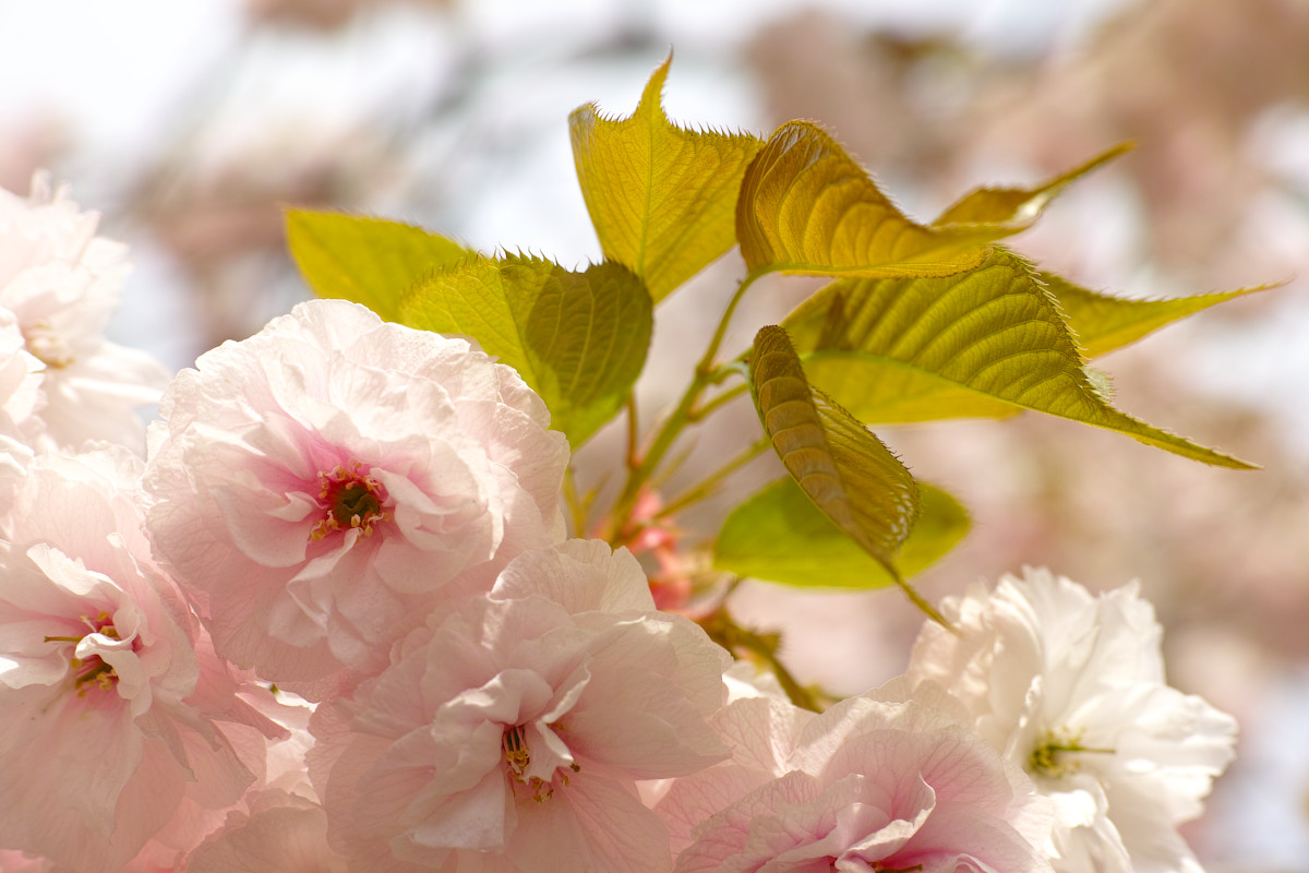Schlagworte: Blatt – Großes Photo: Kirschblüte