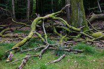 Neu: 1. Photo: Buchenbruch