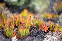 Korsika: 23. Photo: Flammende Vegetation