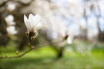 Neu: 15. Photo: Weiße Magnolie