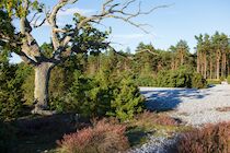 Ruegen: 1. Photo: Heideeiche