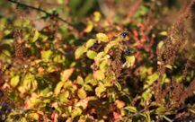 Ruegen: 1. Photo: Brombeerchen