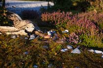 Ruegen: 8. Photo: Heidedetail