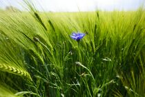 Neu: 2. Photo: Blau im Grün