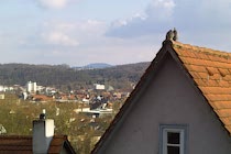 Schlagworte: Ebingen – 15. Photo: Turteltäubchen