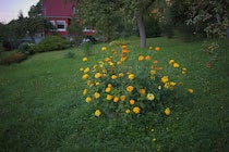 Garten: 11. Photo: Studentenblume