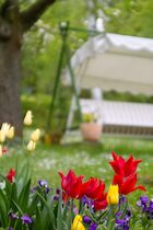 Garten: 6. Photo: Tulpen im Garten