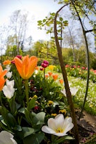 Schlagworte: Tulpen – 8. Photo: Tulpenranke