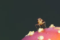 Schlagworte: Pilz – 33. Photo: Fliege auf Fliegenpilz