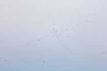 Schlagworte: schön – 1. Photo: Tröpfchennetz