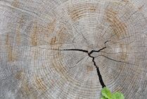Schlagworte: Holz – 2. Photo: Kreise und Risse
