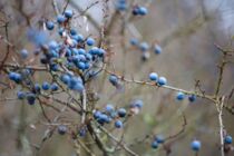 Neu: 2. Photo: Blaukugeln