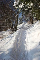Schlagworte: Waldweg – 21. Photo: Schneeweg
