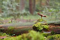 Schlagworte: Pilz – 1. Photo: Herbstwald