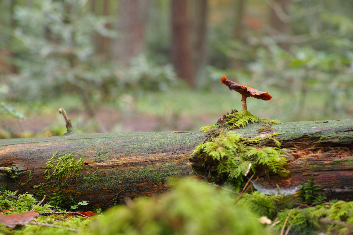Schlagworte: grün – Großes Photo: Herbstwald