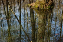 Schlagworte: Wasser – 31. Photo: Spiegelbäume