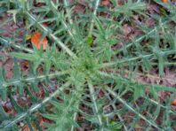 DSCF1177_kl.jpg