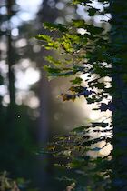 Schlagworte: Wald – 18. Photo: Lichterahorn