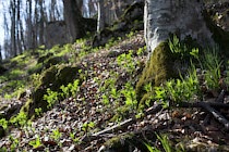 Schlagworte: grünen – 15. Photo: Frühling