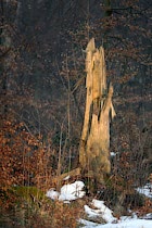 Schlagworte: Baumes – 18. Photo: Holzschwert