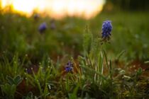 Neu: 1. Photo: Morgenhyazinthe