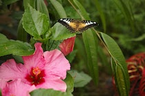 Schmetterling14: 14. Photo: Schmetterling nebst Blüte