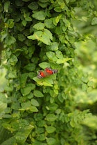 Schmetterling14: 9. Photo: Rot im Grün