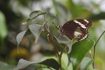 Schmetterling14: 4. Photo: Brauner Falter