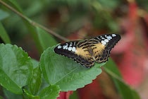 Schmetterling14: 3. Photo: Beiger Falter