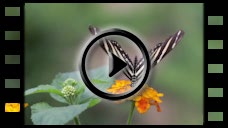 Schmetterling14: Video Schmetterlingsfilm