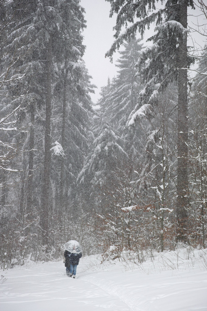 Silvester14: Großes Photo: Unter Schneebäumen